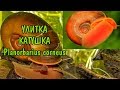 УЛИТКА КАТУШКА. Planorbarius corneus