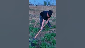 simple tool for cleaning weeds #shorts