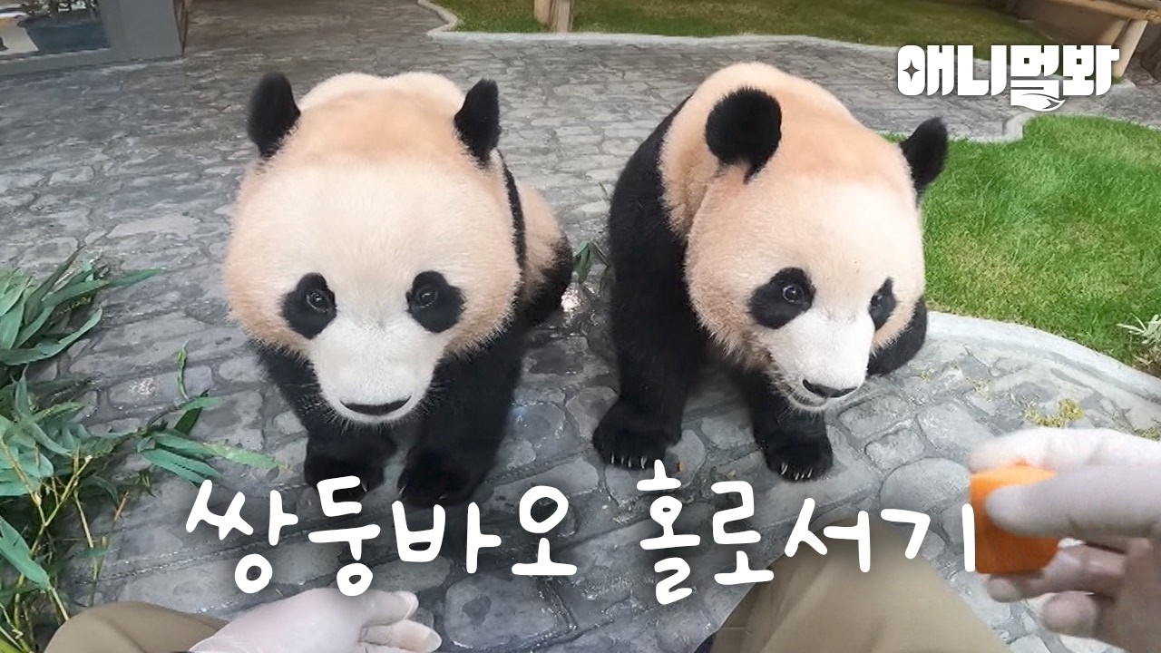 🐼 루이랑 후이 독립해요 I Rui and Hui Is Being Independent