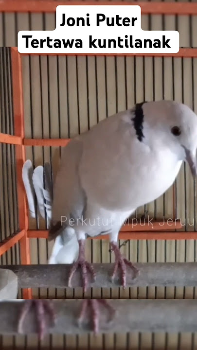 Suara Burung Puter Tertawa Kuntilanak #puterpelunggacor #puterpelung #puter #puteralbino