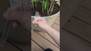 Easy Tip to keep cats out of your plants