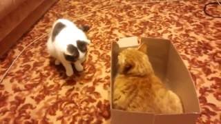 Коты дерутся за коробку