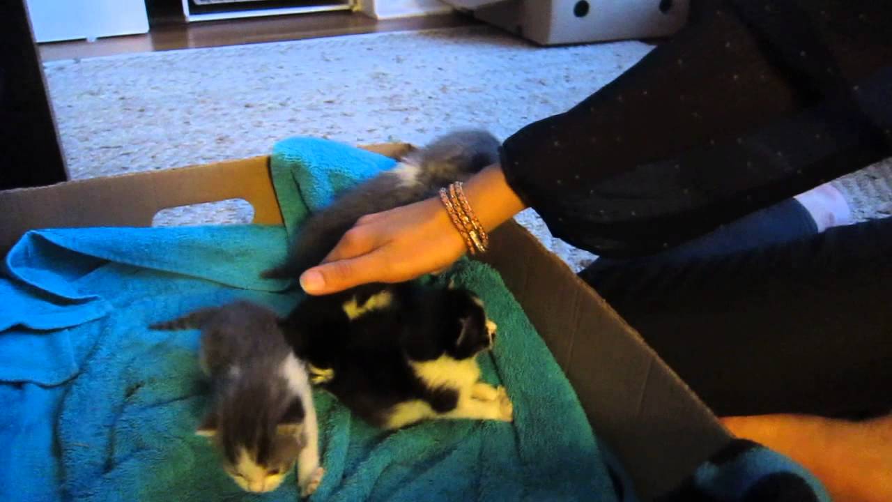 Weighing the kittens YouTube