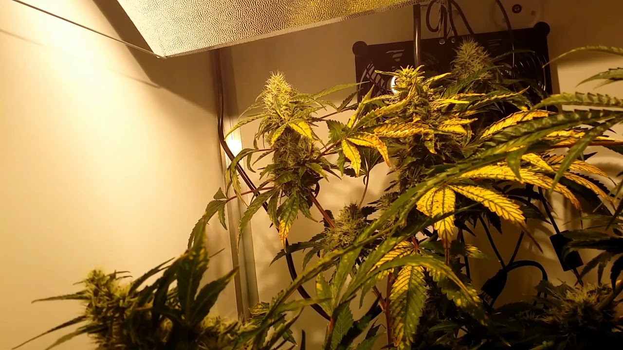 Week 12 in de CNNBS G Kit XL