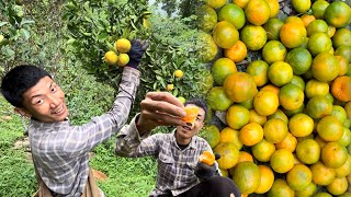 Download Lagu Orgainic Orange🍊Harvesting Time| Selling From November To December| Village Life| @ZarenAndBidVlogs  MP3 Download Lagu Orgainic Orange🍊Harvesting Time| Selling From November To December| Village Life| @ZarenAndBidVlogs  MP3