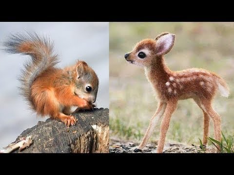 Süße Tierbabys Videos Zusammenstellung - süßer Moment der Tiere 🐤 4