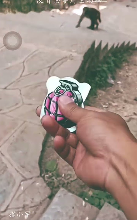 Monyet kaget dengan petasan lari tunggang langgang #lucu #monyet