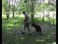 Дрессировка собак  Десять подготовительных базовых упражнений для послушания