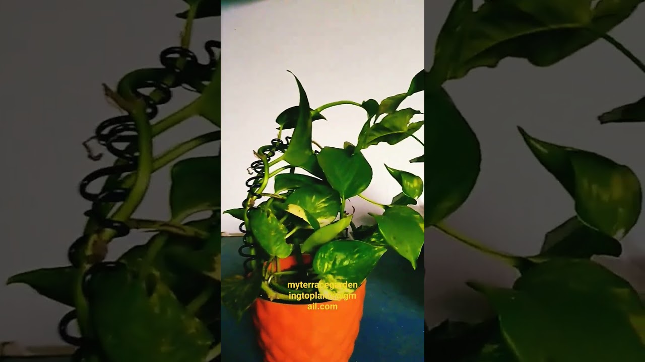 #plants
