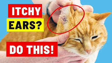 Waarom krabt mijn kat zo vaak aan zijn oren?
