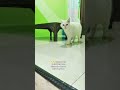 suka2 kucing 🐈 #youtubeshorts #kucinglucu
