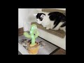 Cats vs dancing cactus funny