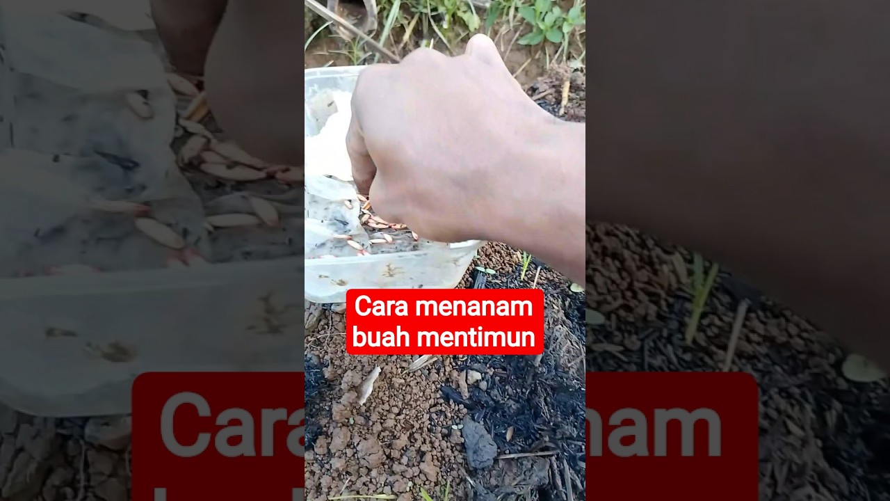 cara menanam buah mentimun