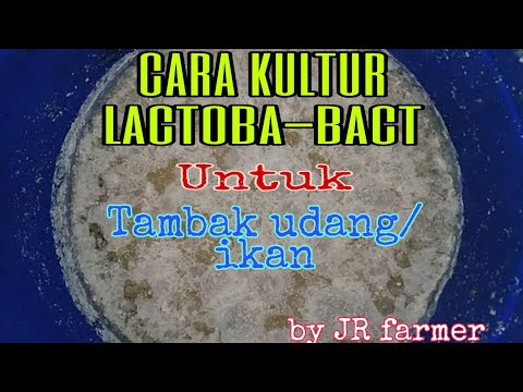 Cara kultur Lactoba - bact untuk tambak udang/ikan