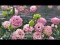 Lisianthus small flowers in Kumamoto open day on January 2022 - Sumika Agrotech