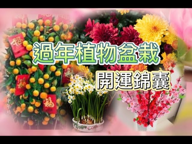 過年植物盆栽開運錦囊 常見過年開運植物 植物盆栽放在什麼位置可以開運 十二生肖植物開運 Youtube 過年植物盆栽開運錦囊 常見過年開運植物 植物盆栽放在什麼位置可以開運 十二生肖植物開運 Youtube