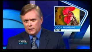 Cockfighting ring busted in Buda