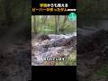 宇宙からも見えるビーバーが作ったダムwww