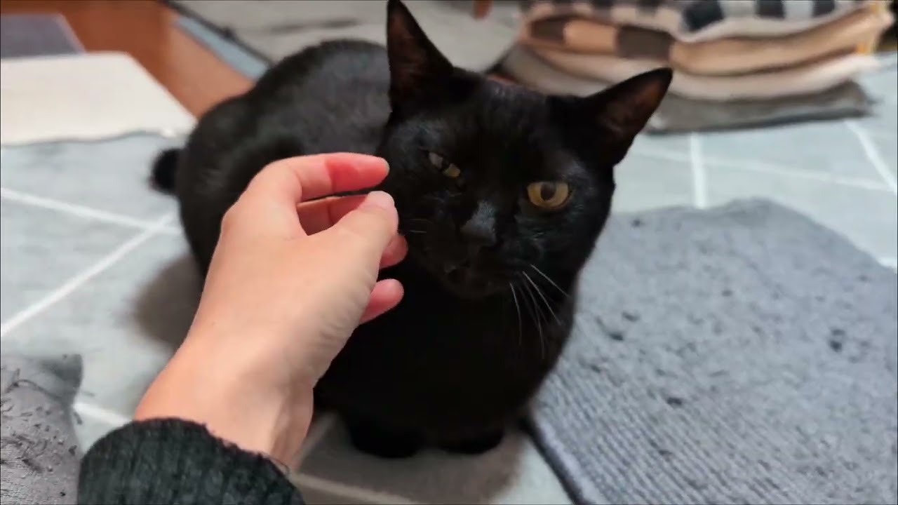 座ってテレビ見てる人間がとにかく気に食わないタイムな黒猫 - YouTube