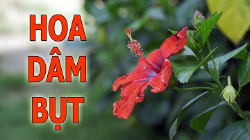 Hoa dâm bụt với ý nghĩa phong thủy