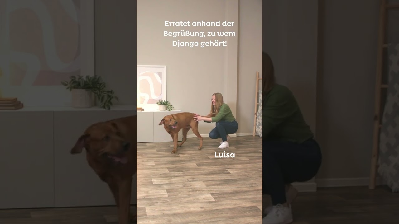 Wer ist der Hundehalter🤔❓