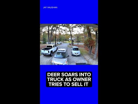 Video captures deer leaping into truck bed just as new buyer shows up