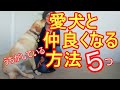 犬のしつけ【愛犬と仲良くなる】主従関係、上下関係に縛られない犬に好かれる為のうちのしている事を５つ紹介