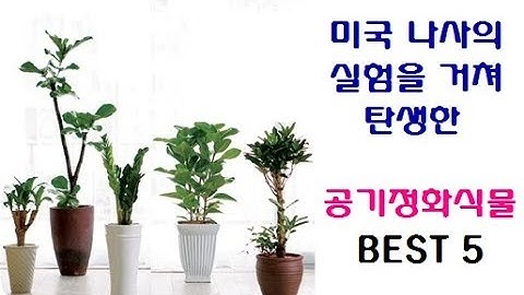 미국 나사가 발표한 공기정화식물 BEST 5!!! 실내 공기 중 오염,유해 물질 제거 탑