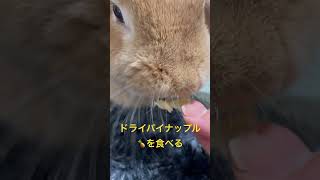 病気の症状がでてから大好きなパイナップルさえ、欲しくない日もあるうーちゃん。今日はたべたいみたい。具合いいんだね。2025.10.25午前