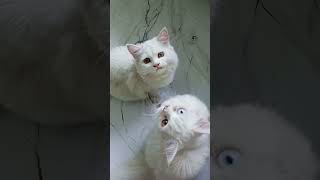Billi palne ke fayde #cutecat #cuteanimal #catlovers #catlife #catvideos #youtubeshorts #viralvideo