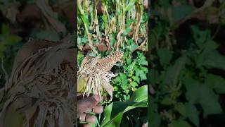 How birds eat maize/Corn on farms in Africa #africa #nature #feedingpigeons #birds #pigeonfeeding