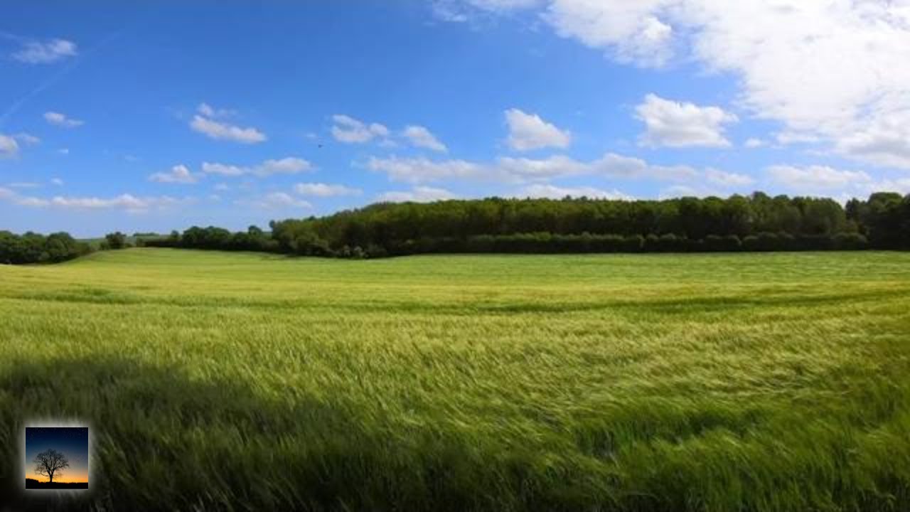 Calming Winds Blowing through a Grassy Field Ambience | 8 Hours