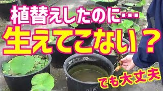 植替えしたのに生えてこなかった蓮　どうする？　蓮和尚 生蓮寺