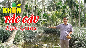 KHÓM TẮC CẬU LỪNG DANH MIỆT THỨ KIÊN GIANG