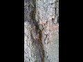Ants - moments of life🌳🐜🌿 Hormigas - momentos de la vida🌳🐜🌿 Муравьи - моменты жизни🌳🐜🌿