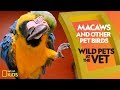 Macaws and Other Pet Birds | Wild Pets at the Vet