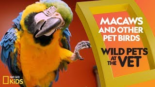 Macaws and Other Pet Birds | Wild Pets at the Vet