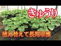 きゅうりは苗の植え替えで連続収穫する