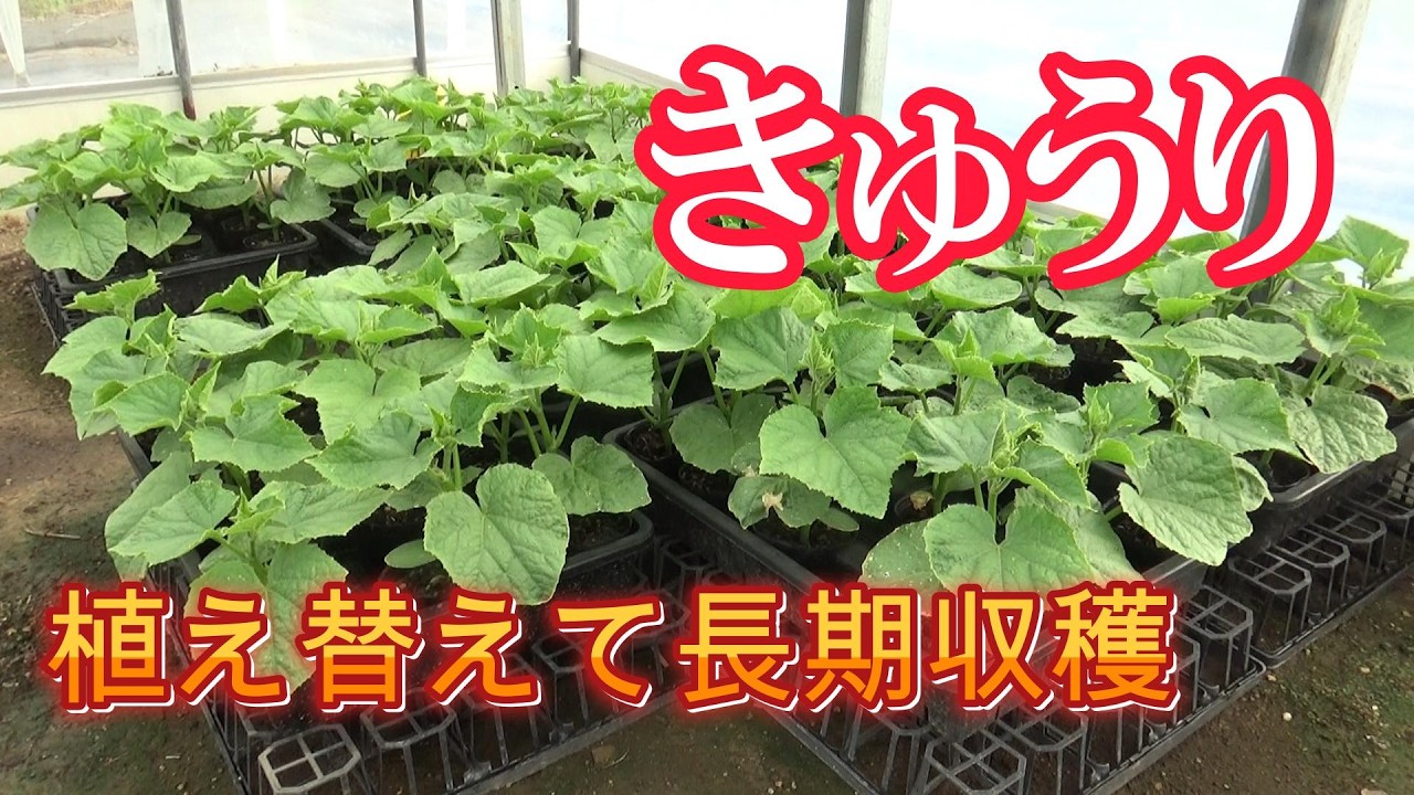 きゅうりは苗の植え替えで連続収穫する