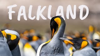 King Penguins in Falkland: ONCE IN A LIFETIME Expedition