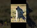 These blood-sucking bugs threaten the wolf cubs' lives.