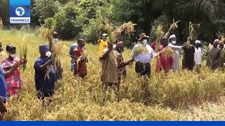 Rice Production: Ogun State Partners FG On Eco Technology