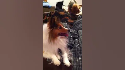 My sheltie hates Lebron James coming to Cleveland