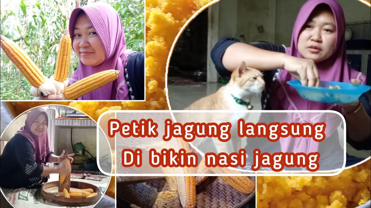 Masak nasi jagung ala wonogiri,Jagung langsung petik dari kebun