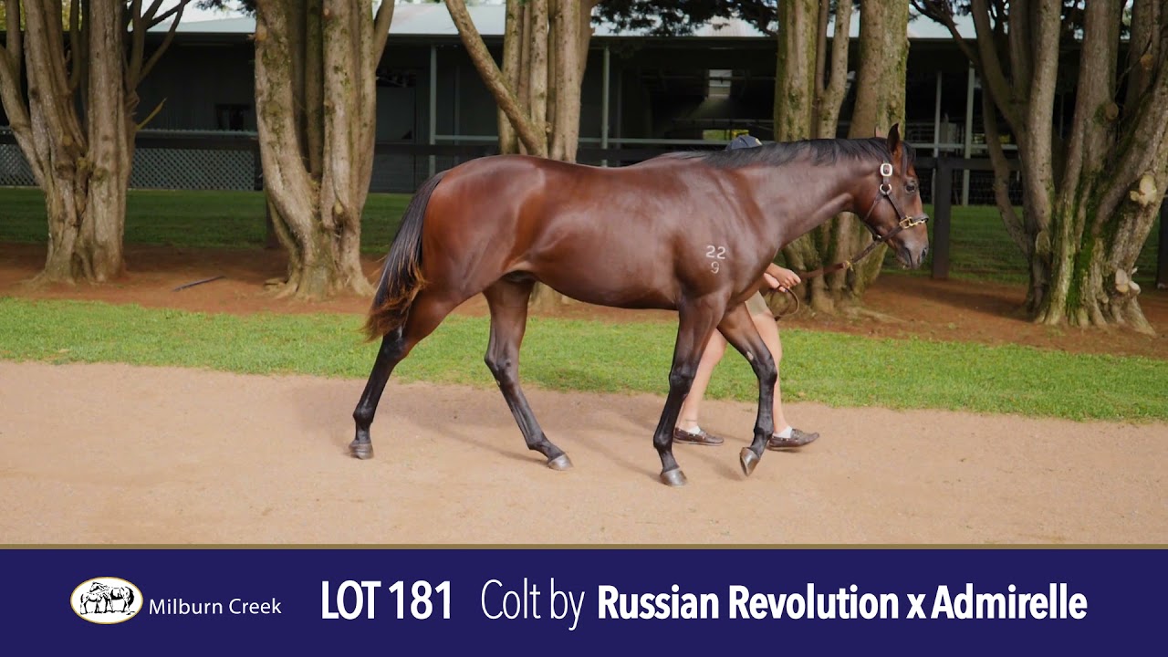 Lot 181 Easter Yearling Sale