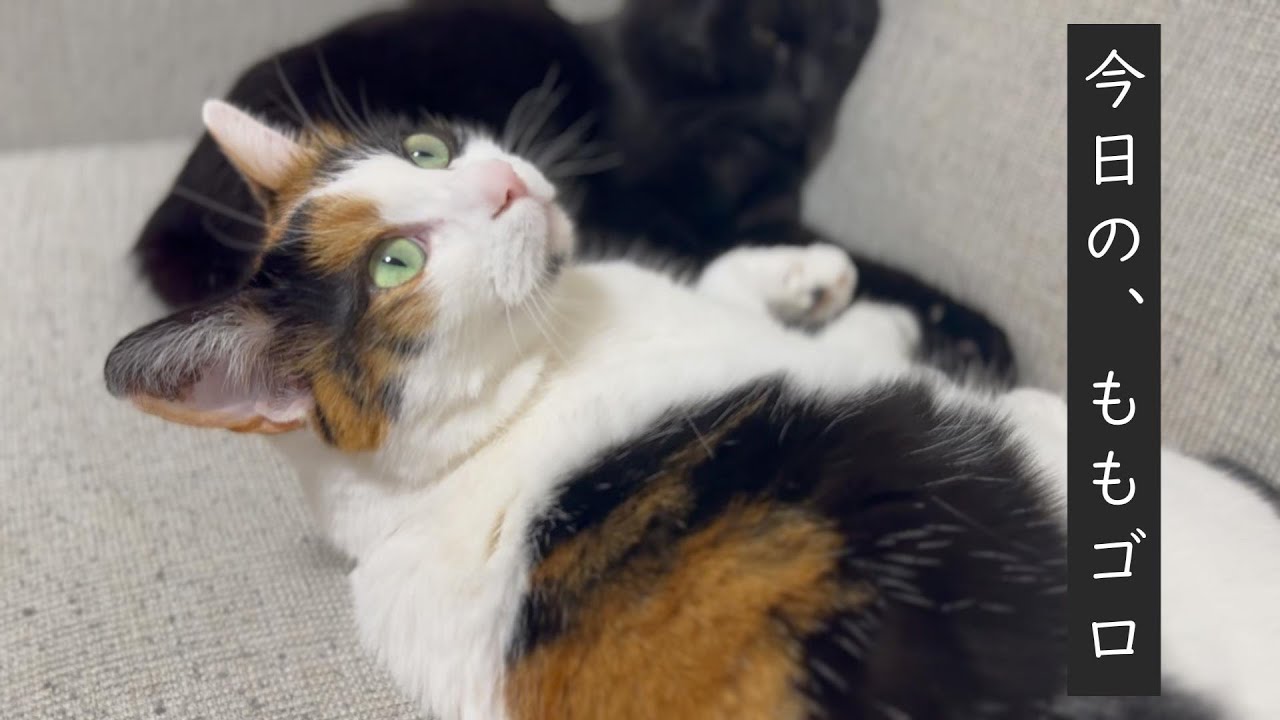 まったり過ごしている猫【三毛猫】【黒猫】