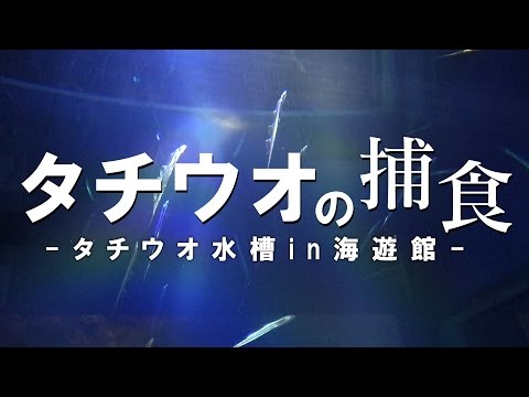 タチウオの捕食シーン＠海遊館