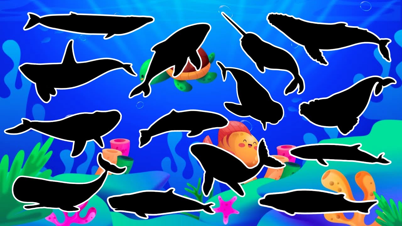 Adivinhe a Sombra das Baleias 🐋 | Jogo Educativo Infantil no Fundo do Mar 🌊