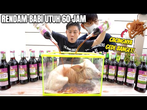 Video: Apa yang Memberi Makan Babi Cangkir Teh Anda