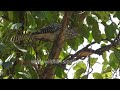 Female Koel a stealthy operator; under cover of male&#39;s diversionary tactics, lays eggs in crow nest